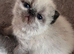 Colourpoint Exotic Kittens for sale