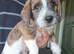 JACKAPOO READY NOW &pound;600