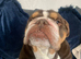 6 year old male English bulldog