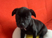 Puppies for sale