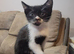 I have a litter of 5 mixed colored kittens for sale