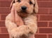 Last 1 cockapoo puppies