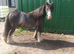 Blue Blagdon cob