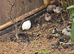 Chinese painted and button quail