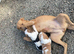 Beagle x lab