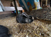 3 beautiful mini lop bunnies