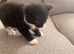 Beautiful Kittens for Sale