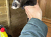 Ferret