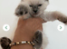 Bluepoint ragdoll kittens