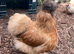 Silkies Fertile Eggs,Chicks,Pullets