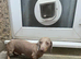 Miniature Dachshund
