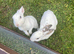 Mini Rex