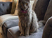 TICA registered Blue female