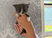 Ragdoll x domestic shorthair