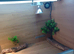 Vivarium LARGE 4ft with electrics