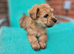 Stunning Cairn x Fox Terrier Puppies