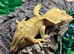 Yellow Adult Male Crested Gecko at Birmingham Reptiles