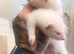 1 black eyed white hob & 1 albino hob