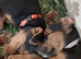 Lakeland terrier pup