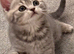 Scottish Fold and Straight kittens