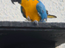 Blue & Gold 9 months old