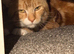 Ginger cat