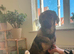 9 month old Macedonian shepherd