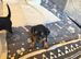 patterdale terriers