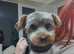 Stunning Yorkshire terrier puppies, traditional & scruffy wire haired available
