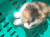 Daisy need's a forever home