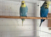 Breeding pair exhibition budgies