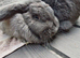 Giant french lops