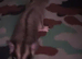 Male and Female sugar gliders