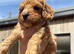 Cockapoo show type toy size