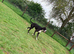 16 Month Great Dane