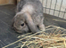 Mini Lop Doe