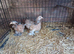 2 lovely Mille fleur Pekins both Female 3 months old