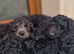F1B  Rare black standard Goldendoodle puppies in North Wales