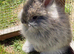 Angora buns