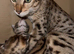100% Purebred Tica Registered Top Quality Savannah Kittens