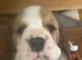 top world, champion,pedigree, lines, Beagle puppies