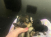 Pomeranian puppies