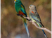 Pair of Mulgas