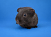 Chocolate Self Guinea pig sow (dalmatian line)