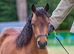 British Miniature Filly for sale