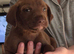 Staff x lab puppies 2 girls left ready to go
