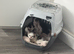 2 male kittens