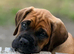 9 week old female cane corso