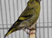 Mutation British Birds (Goldfinch, Redpoll & Siskins)