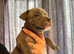 AMERICAN POCKET BULLY - 7 Females 3 Males
